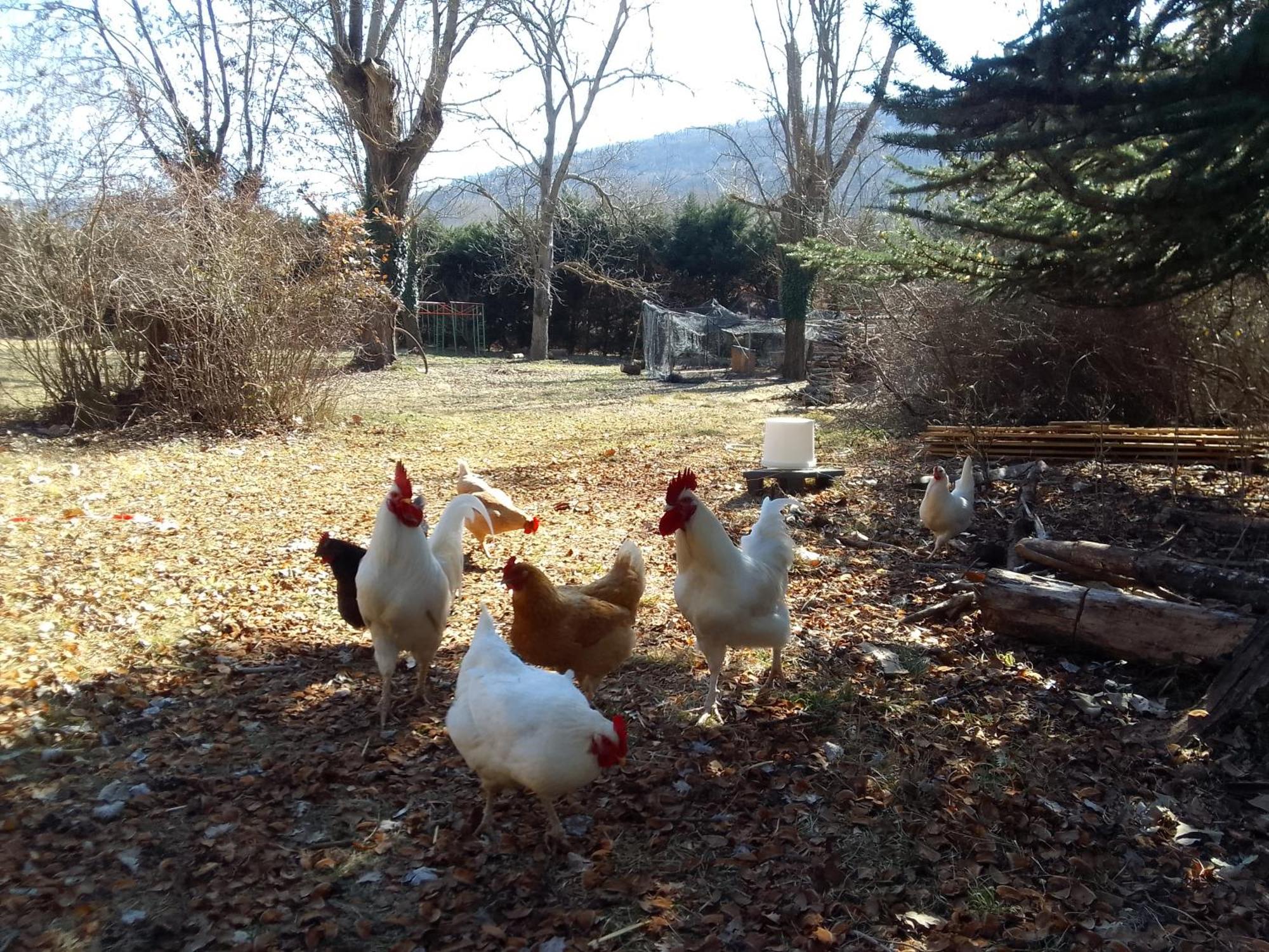 Les Favouilles - Gite & Chambres D Hotes Dauphin Buitenkant foto